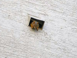 Squirrel in the Dryer Vent