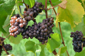 Pinot Grigio wine grapes prior to harvest during vintage 2012