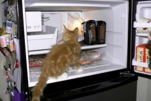 freezer cat